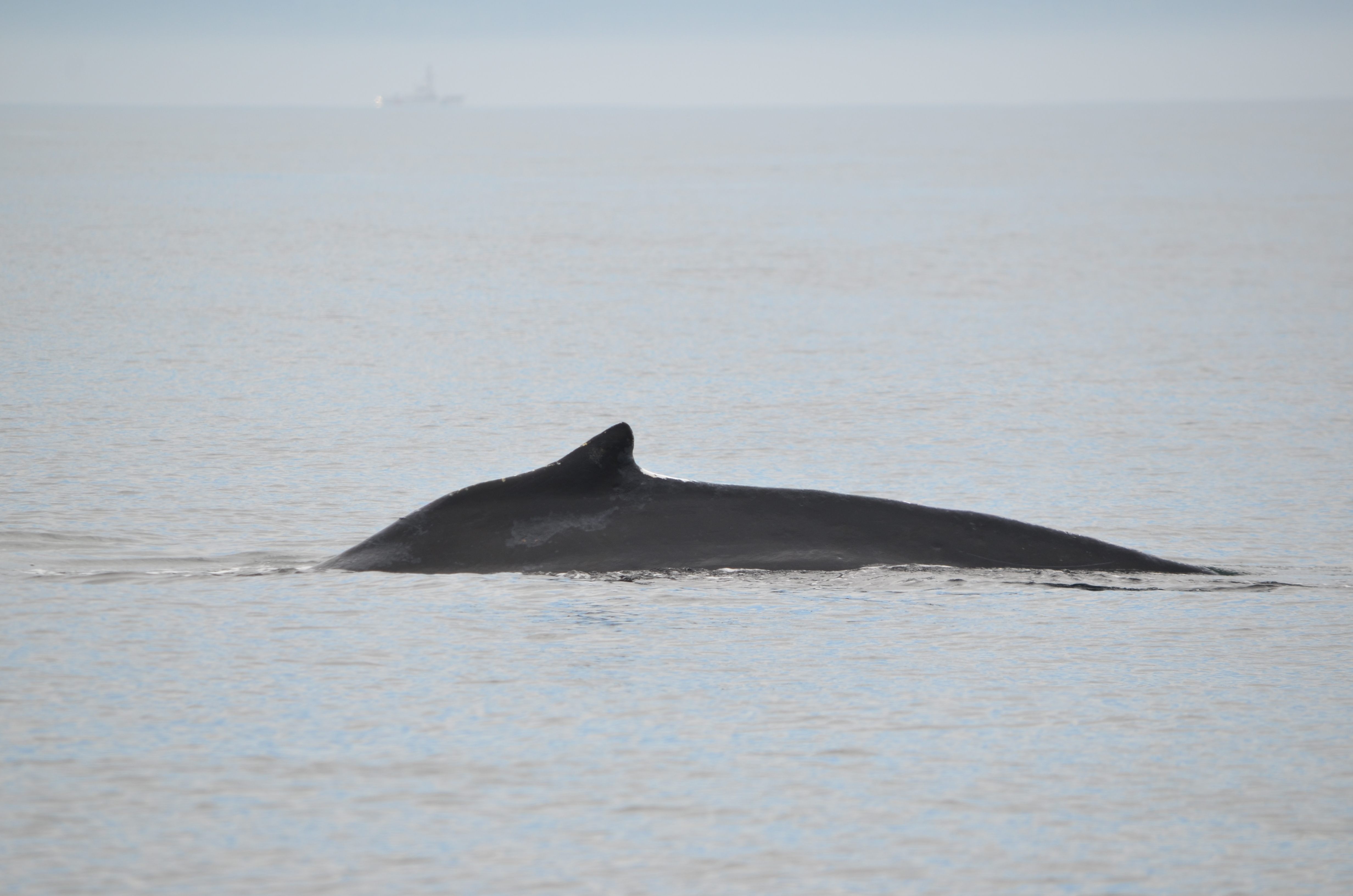 photos/wildlife/Mammal_Species/Humpback Whale/DSC_0053.JPG